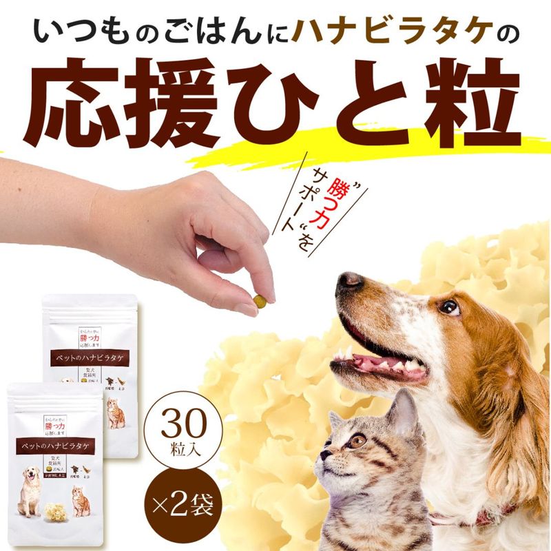 ����Ź���ǰ��͡�5��OFF�ۥڥåȤΥϥʥӥ饿��2�ĥ��åȡڥ᡼��������̵����