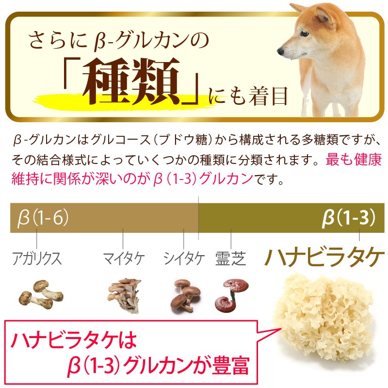 ����Ź���ǰ��͡�5��OFF�ۥڥåȤΥϥʥӥ饿��