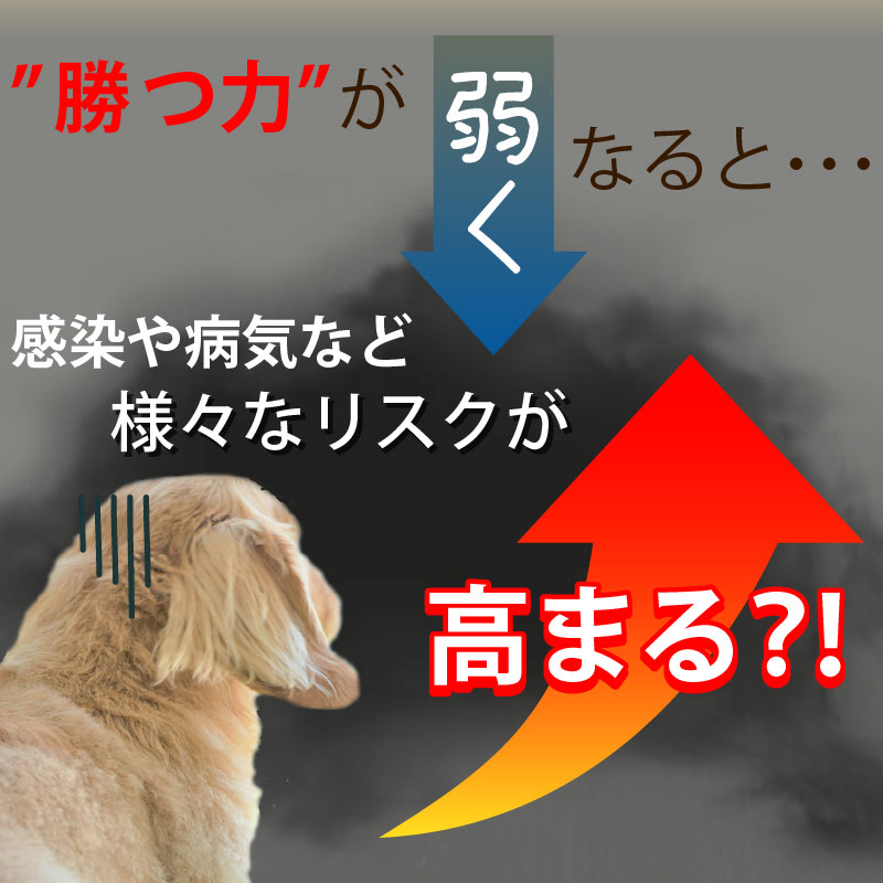 ����Ź���ǰ��͡�5��OFF�ۥڥåȤΥϥʥӥ饿��