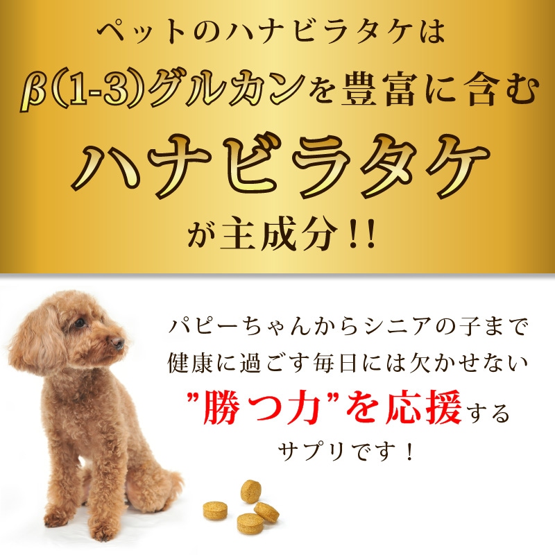 Źǰ͡20OFFۥڥåȤΥϥʥӥ饿3ĥåȡڥ᡼̵