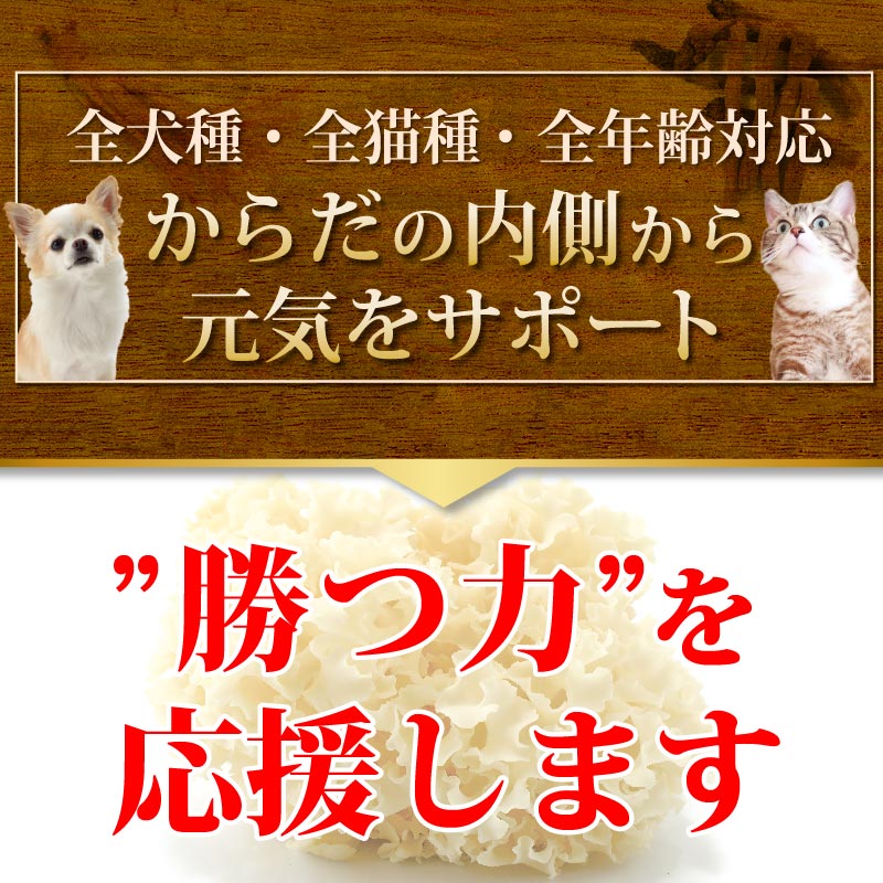 Źǰ͡20OFFۥڥåȤΥϥʥӥ饿3ĥåȡڥ᡼̵