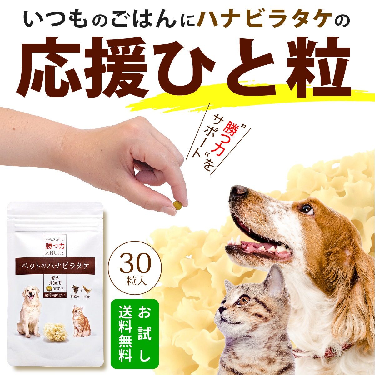 �ڤ���ۥڥåȤΥϥʥӥ饿���ʽ�����/�����Ӱ��¤�Ȥʤ�ޤ���