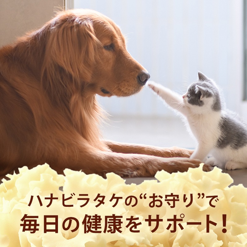 �ڤ���ۥڥåȤΥϥʥӥ饿���ʽ�����/�����Ӱ��¤�Ȥʤ�ޤ���