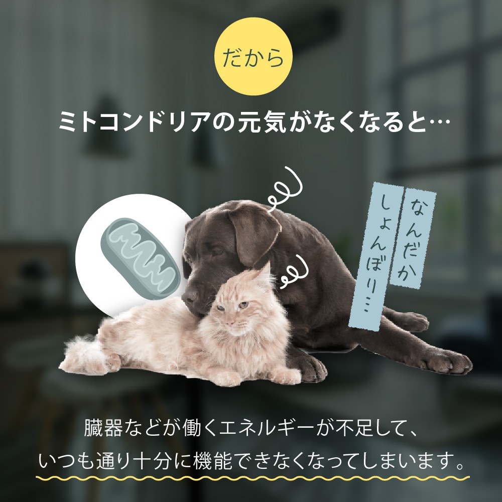 �ڤ���ۥڥåȤΥ饤���٥꡼��50��ˡʽ�����/�����Ӱ��¤�Ȥʤ�ޤ���