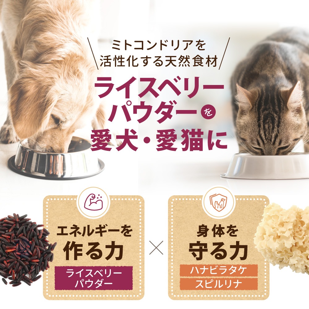 �ڤ���ۥڥåȤΥ饤���٥꡼��50��ˡʽ�����/�����Ӱ��¤�Ȥʤ�ޤ���