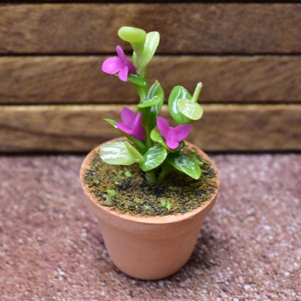 観葉植物