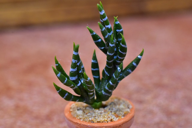 ミニチュアパーツ 鉢植えミニサボテン [CT32] (1/12スケール) [m-s]【ネコポス配送対応】【C】