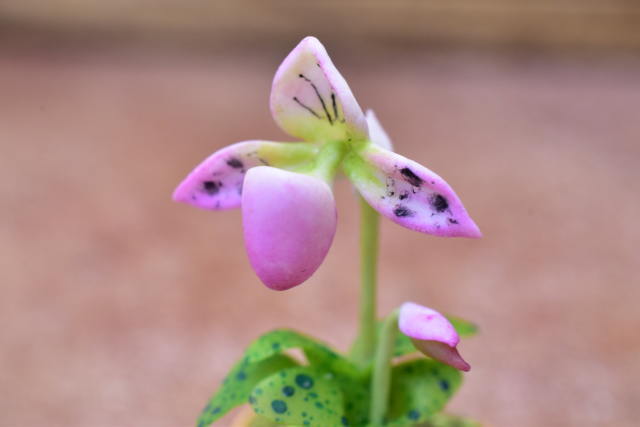 ミニチュアパーツ 鉢植え蘭(ラン) [ORP5] (1/12スケール) [m-s]【ネコポス配送対応】【C】