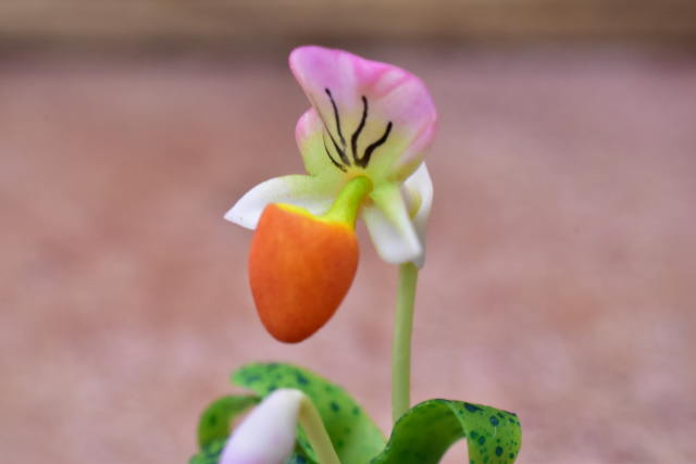 ミニチュアパーツ 鉢植え蘭(ラン) [ORP6] (1/12スケール) [m-s]【ネコポス配送対応】【C】