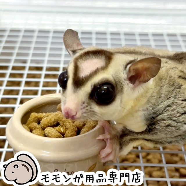 ももんがもんもん共和国 ,フード（フクロモモンガ） | はりねず