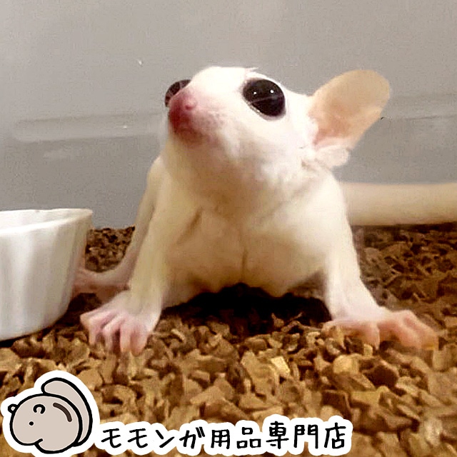 ももんがもんもん共和国 ,オリジナル商品（フクロモモンガ