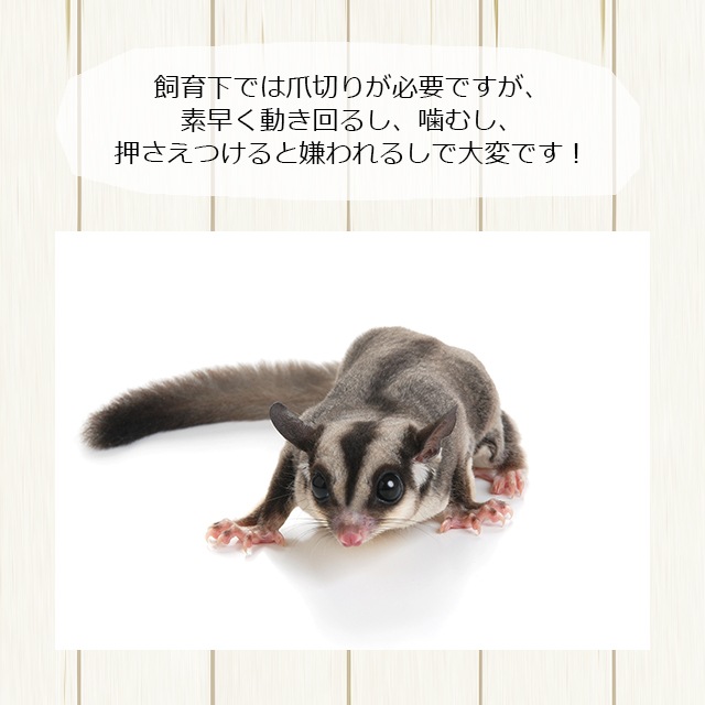 【本店限定価格】フクロモモンガの曲がる爪とぎバー 自由に形を変えられるフレキシブルタイプ ももんがもんもん共和国オリジナル 爪切り補助 爪ヤスリ効果 シマリスやデグーにも使えます