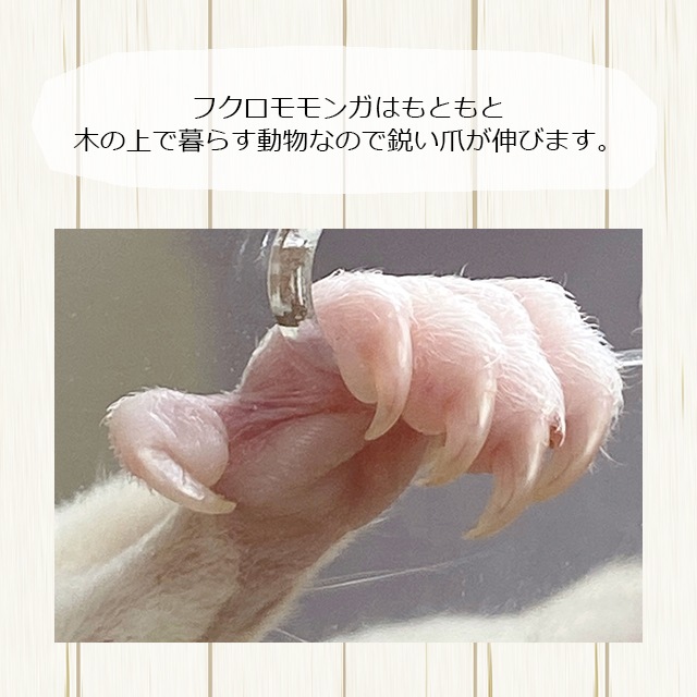 【本店限定価格】フクロモモンガの曲がる爪とぎバー 自由に形を変えられるフレキシブルタイプ ももんがもんもん共和国オリジナル 爪切り補助 爪ヤスリ効果 シマリスやデグーにも使えます