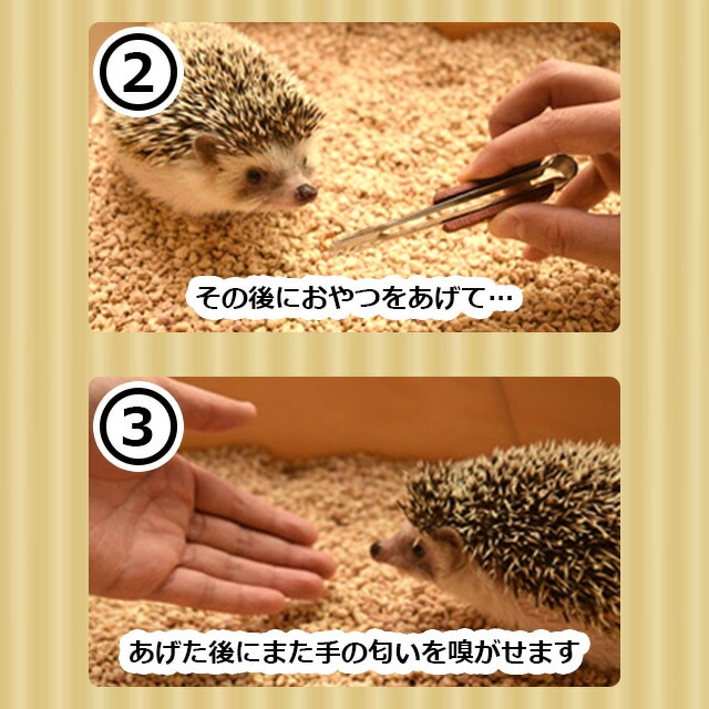 Amazon | heizi ハリネズミ 針鼠 エサ皿 給水 トイレ 飼育 3点