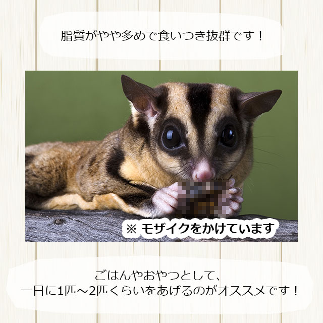 ゆうパケットOK ドライハニーワーム 28g Exotic Nutrition