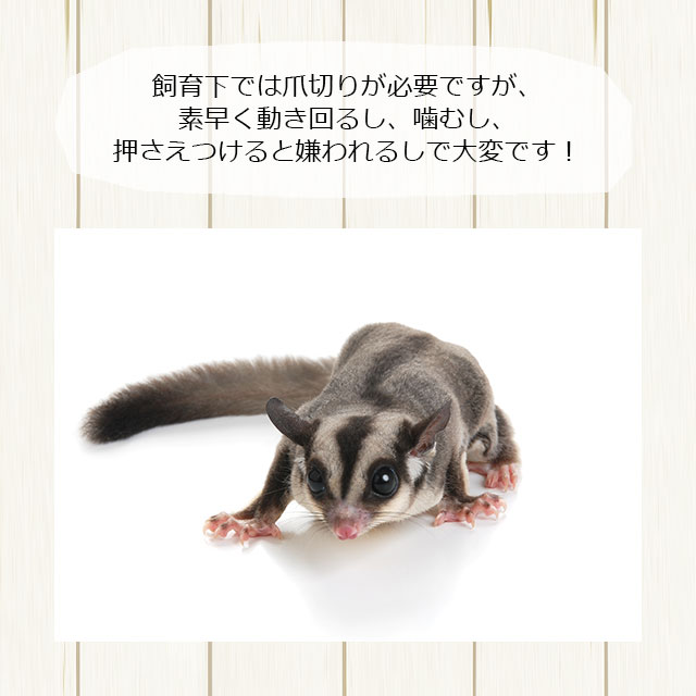 本店限定価格】フクロモモンガの爪とぎバー ロングタイプ ストレート型