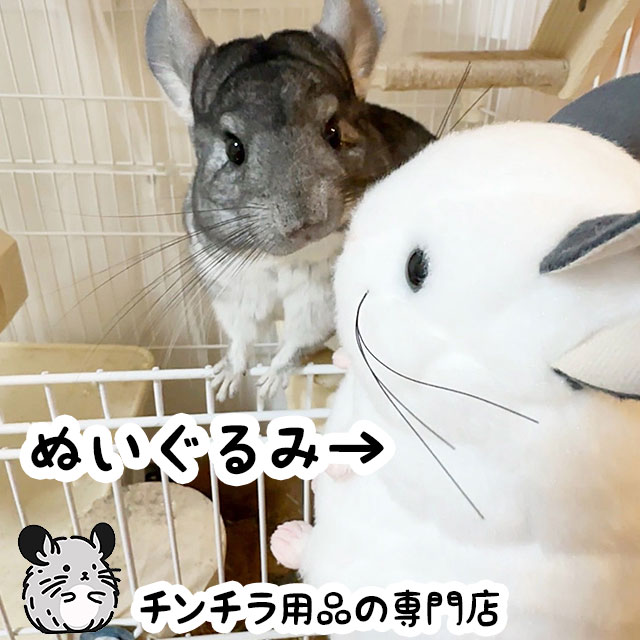 超リアルなチンチラのぬいぐるみ 人間用のチンチラグッズ 吉徳 りくの