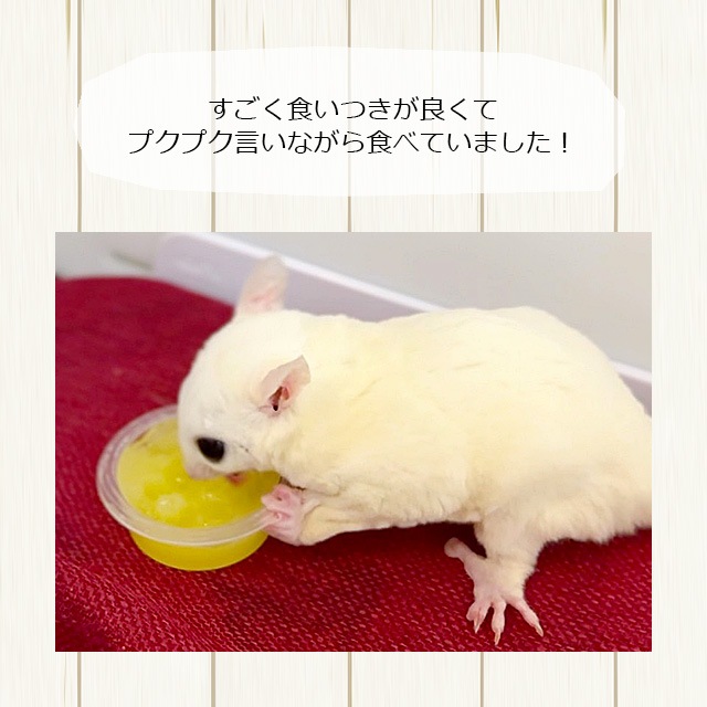 新商品】フクロモモンガのごほうび＆まんぞくゼリーセット 16g