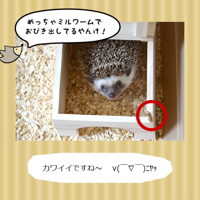 ハリネズミハウス　　うさぎ 楽天市場】ペットケージ うさぎ ケージ オランダ豚ケージ