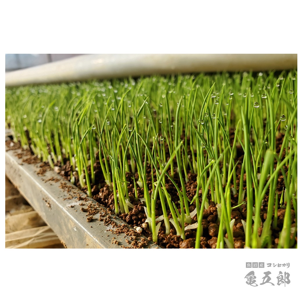 【新米】 5kg 亀五郎さんのコシヒカリ 令和7年産