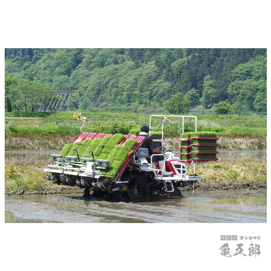 【新米】 5kg 亀五郎さんのコシヒカリ 令和7年産