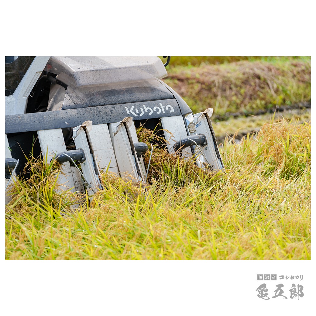 【新米】 5kg 亀五郎さんのコシヒカリ 令和7年産