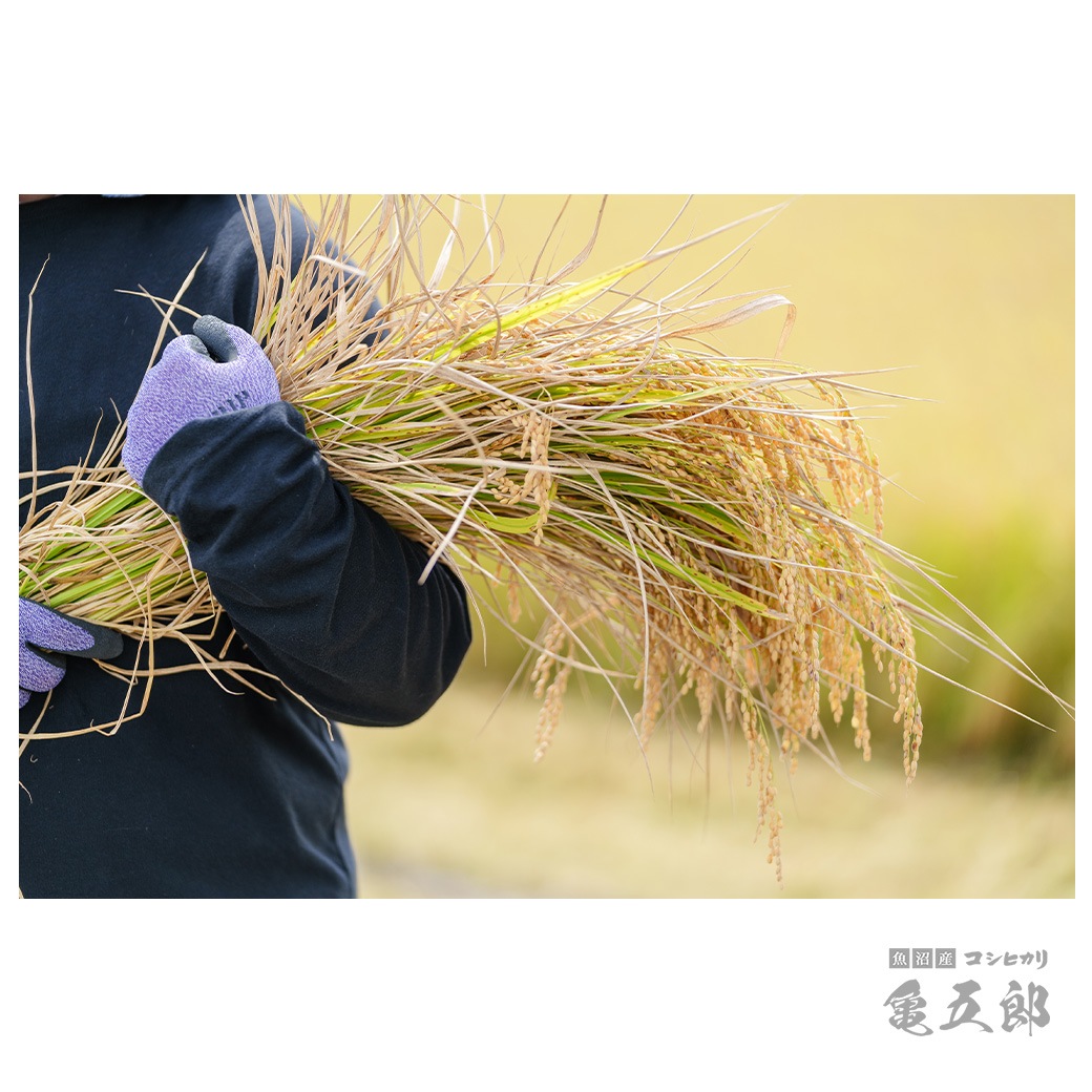【新米】 5kg 亀五郎さんのコシヒカリ 令和7年産