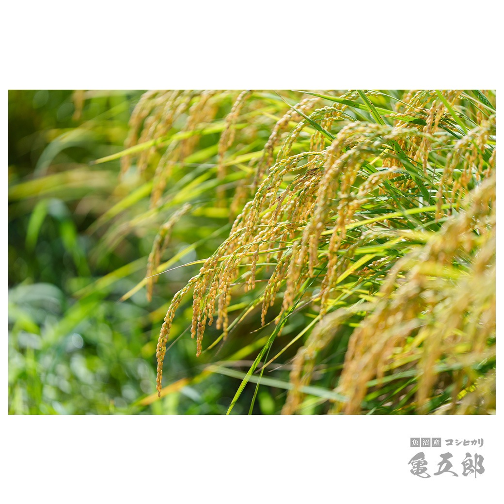 【新米】 10kg 亀五郎さんのコシヒカリ 令和7年産