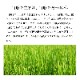 お米 山形県産 はえぬき 15kg 令和6年産