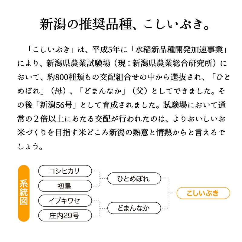 お米 新潟産こしいぶき5kg 白米 令和6年産