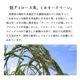 お米 新潟産ミルキークイーン10kg 令和6年産