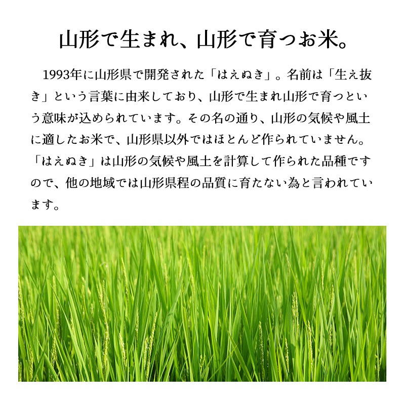 お米 山形県産 はえぬき5kg 令和6年産