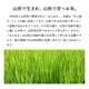 お米 山形県産 はえぬき5kg 令和6年産