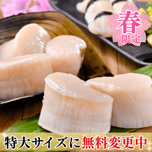 (春限定) 天然平貝【特大サイズに無料変更中】４個/8個セット 【冷ぞう】