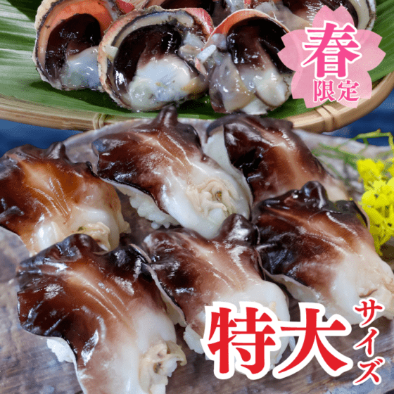【季節限定】天然とり貝お刺身 ９枚入り (特大サイズ)(無料プレゼント付き)【冷ぞう】(春限定)