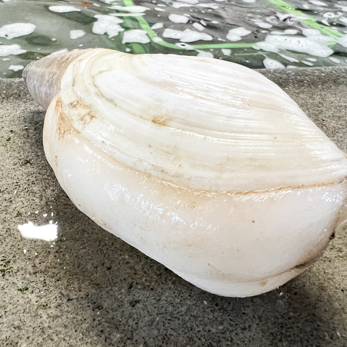 活天然白みる貝　1kg～2kg （小～特大サイズ）