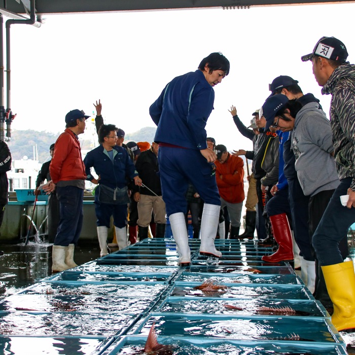 活天然白みる貝　1kg～2kg （小～特大サイズ）