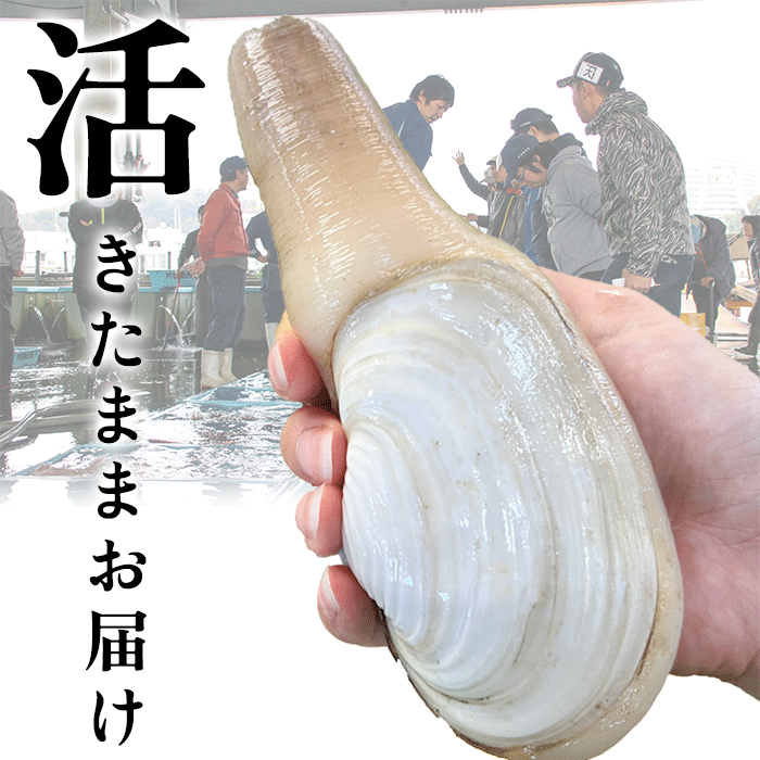 活天然白みる貝　1kg～2kg （小～特大サイズ）