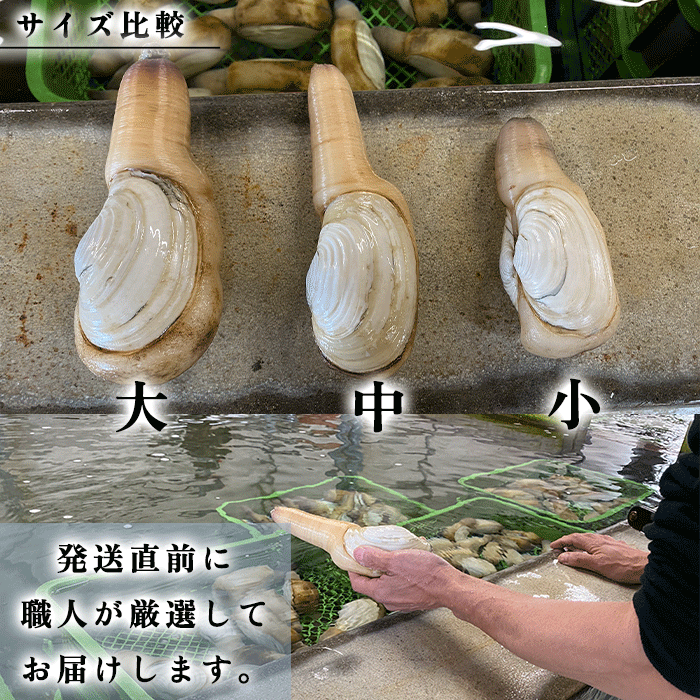 活天然白みる貝　1kg～2kg （小～特大サイズ）