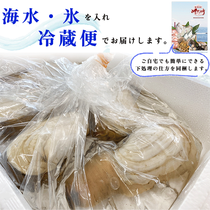 活天然白みる貝　1kg～2kg （小～特大サイズ）