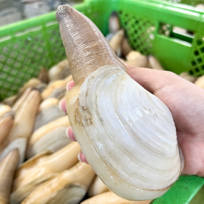 活天然白みる貝　1kg～2kg （小～特大サイズ）