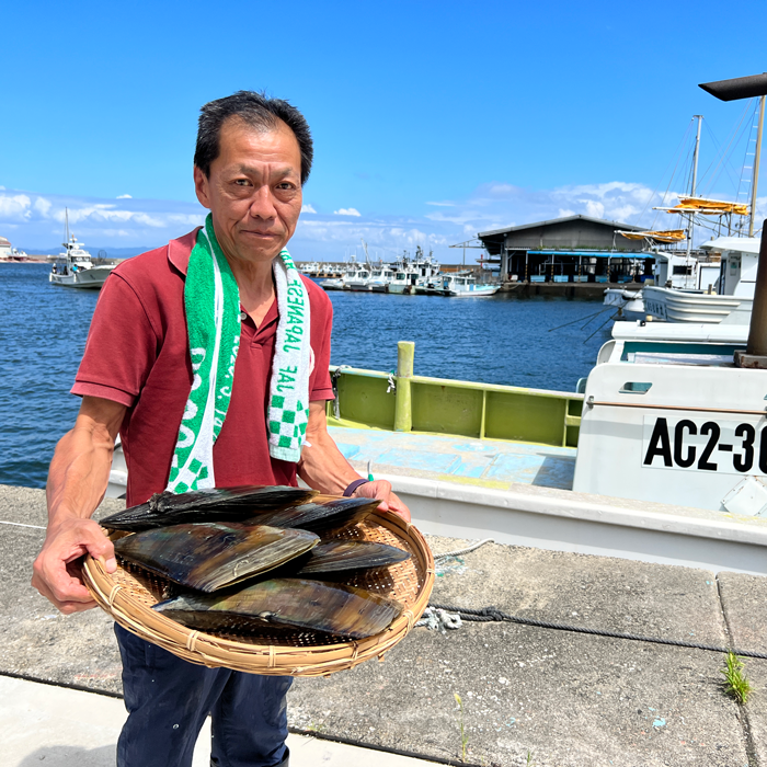 (訳あり)天然平貝 サイズ色々 4個セット
