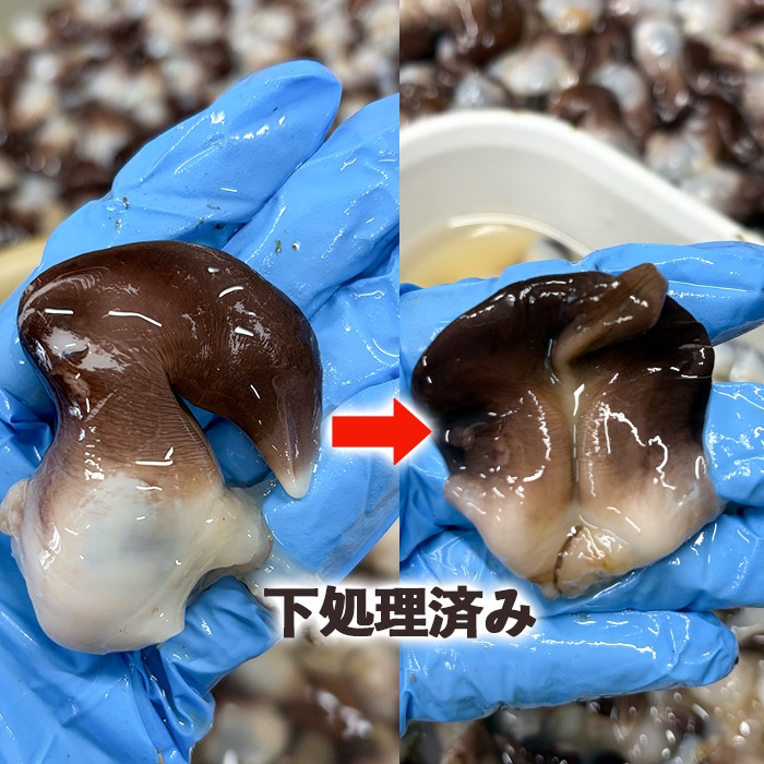 【季節限定】天然生とり貝開き　5枚 (中サイズ)　下処理済み お刺身・炙り・握りに 【冷ぞう】配送指定日不可
