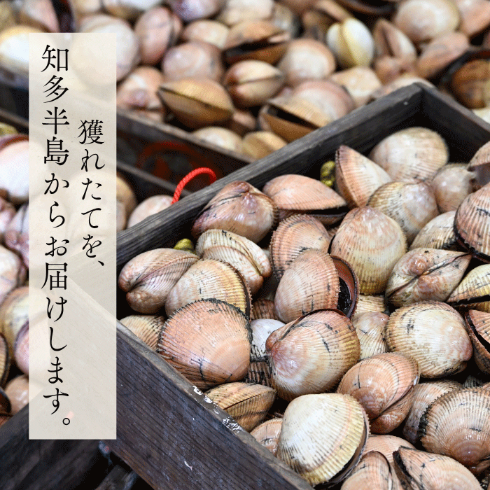 【季節限定】天然生とり貝開き 5枚 (大サイズ) 下処理済み お刺身・炙り・握りに 【冷ぞう】配送指定日不可