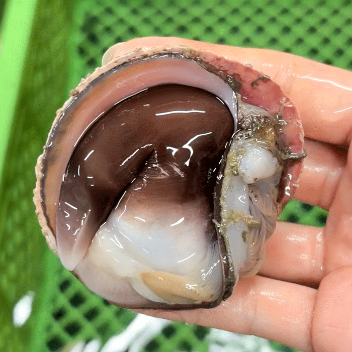 【季節限定】天然生とり貝開き 5枚 (大サイズ) 下処理済み お刺身・炙り・握りに 【冷ぞう】配送指定日不可