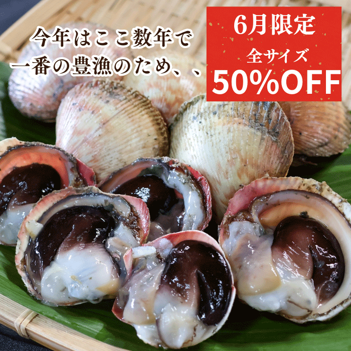【季節限定】天然生とり貝開き 5枚 (大サイズ) 下処理済み お刺身・炙り・握りに 【冷ぞう】配送指定日不可