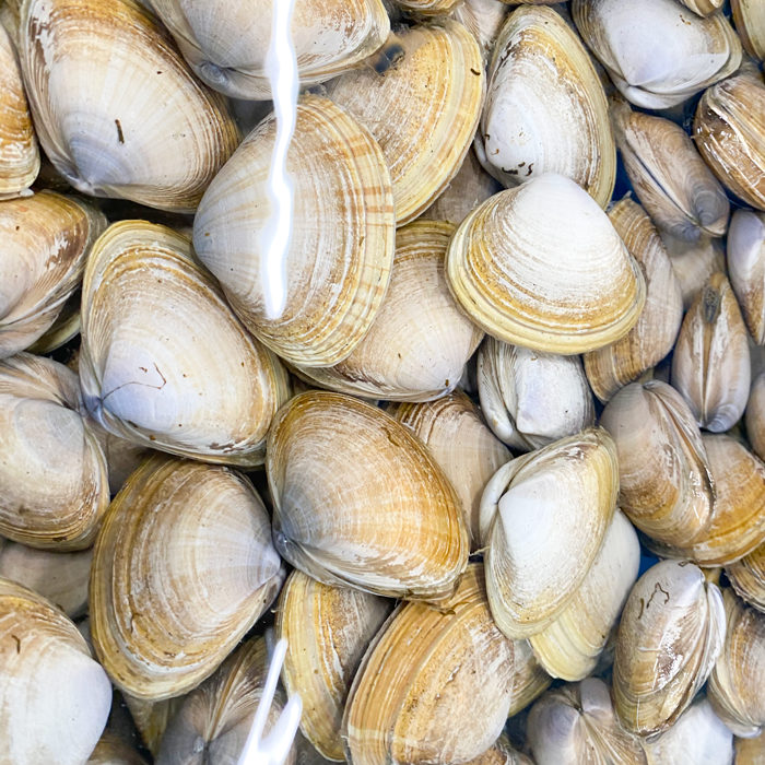 青柳の干物　2串×3袋セット（中～特大）(送料無料)