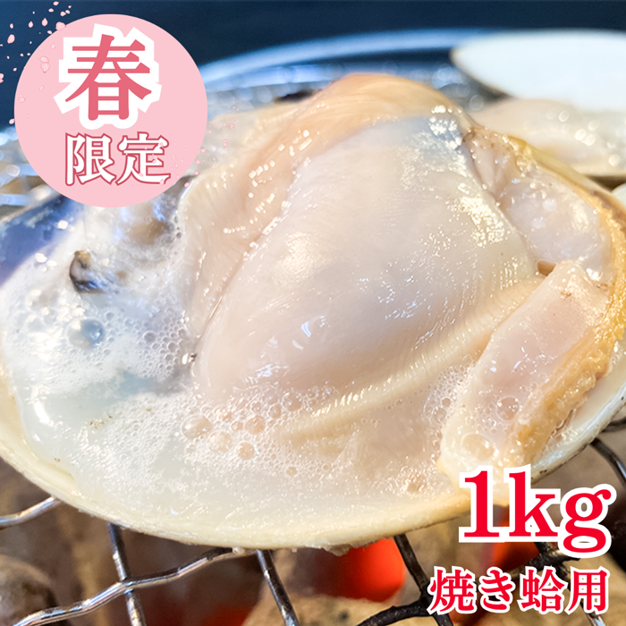 ★季節限定商品 天然はまぐり  (特大サイズ)1kg 砂抜き済み　三河湾産