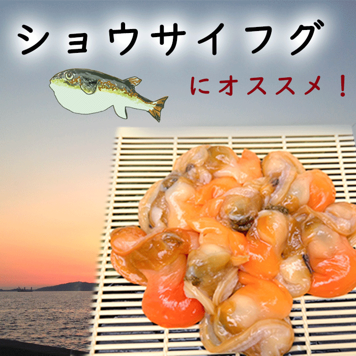 青柳(アオヤギ)　釣り餌 2~6袋セット (送料無料) (平貝内蔵無料キャンペーン中)