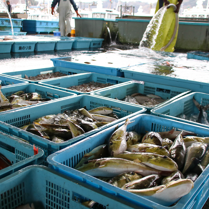 国産 天然ふぐの干物  醤油味/塩味 100g